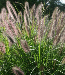 Pennisetum alopecuroides viridescens